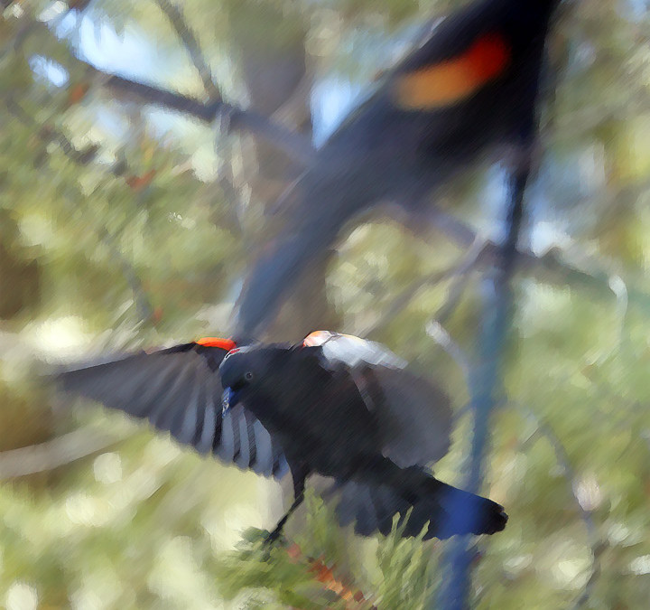 Blackbirds and Rains Return